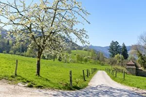 Images Dated 9th April 2017: Munstertal valley in early spring, Breisgau-Hochschwarzwald, Baden-Wurttemberg, Germany