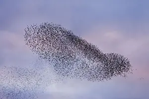 Starling Prints: A murmuration of starlings (Sturnus vulgaris) coming in to roost at Shapwick