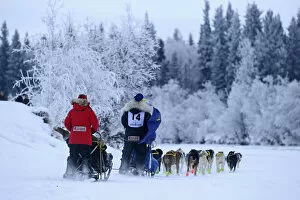 Images Dated 2nd May 2014: Musher near the start for Yukon Quest, Fairbanks, Alaska, USA