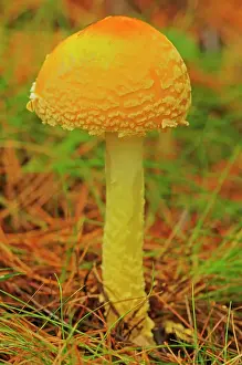 Hemlock Prints: Mushroom in autumn. White pine
