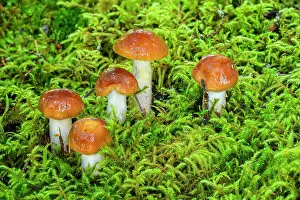 Woodlands Prints: Mushrooms (Cortinarius collinitus) in mossy woodland understory