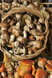 Images Dated 26th November 2013: Mushrooms (Funghi) in a food market. Rome, Italy