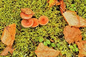 Botanical Prints: Mushrooms, moss and autumn leaves Ear Falls, Ontario, Canada