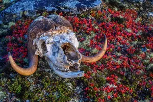 Taiga Prints: Musk ox skull in the tundra, Tasiujaq, Nunavik, Canada