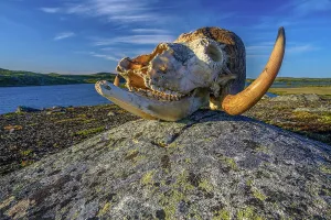 Taiga Prints: Musk ox skull in the tundra, Tasiujaq, Nunavik, Canada