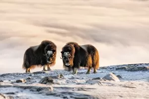 Images Dated 12th December 2017: Musk Oxen in Dovrefjell National Park, Oppdal, Norway