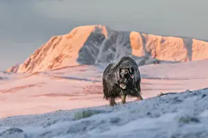 Bovidae Prints: Musk Oxen in Dovrefjell National Park, Oppdal, Norway
