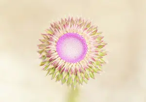Wildflower Prints: Musk Thistle (Carduus nutans) flower bud opening, Rhodope Mountains, Bulgaria, May 2025