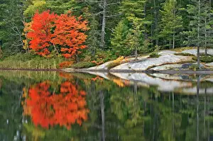 Acer Rubrum Prints: Muskoka (Adirondack) chairs and Red maple tree (Acer rubrum) at Grundy Lake Grundy Lake Provincial Park