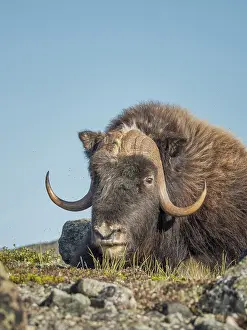 Nunavik Prints: Muskox bull (Ovibos moschatus), Nunavik, Quebec, Canada