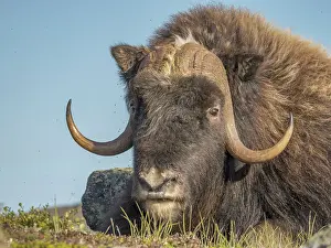 Nunavik Prints: Muskox bull (Ovibos moschatus), Nunavik, Quebec, Canada