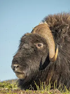 Nunavik Prints: Muskox bull (Ovibos moschatus), Nunavik, Quebec, Canada