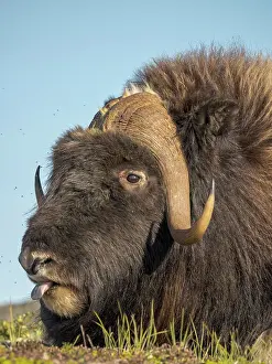 Nunavik Prints: Muskox bull (Ovibos moschatus), Nunavik, Quebec, Canada