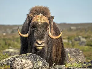 Nunavik Prints: Muskox bull (Ovibos moschatus), Nunavik, Quebec, Canada