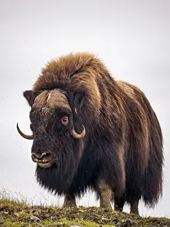 Bull Prints: Muskox (Ovibos moschatus) bull on the sub-arctic tundra of Nunavik, Quebec