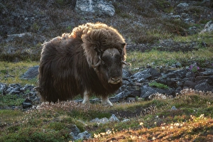 Arctic Ocean Prints: Muskox, Ovibos moschatus, in Eastern Greenland