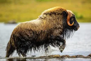 Moving Prints: Muskox (Ovibos moschatus) Emerging from a swim in the lake, Tasiujaq, Nunavik, Canada