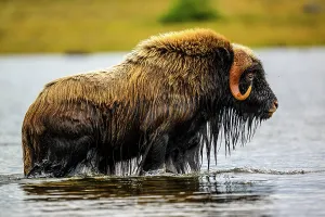 Moving Prints: Muskox (Ovibos moschatus) Emerging from a swim in the lake, Tasiujaq, Nunavik, Canada
