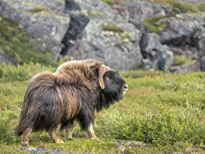 Nunavik Prints: Muskox (Ovibos moschatus) family at a small lake in Nunavik, Quebec