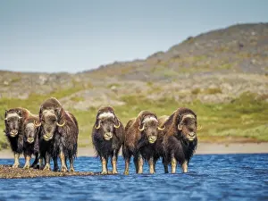 Nunavik Prints: Muskox (Ovibos moschatus) herd at lake, Nunavik, Quebec, Canada