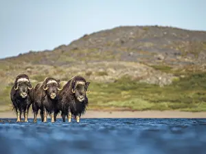 Nunavik Prints: Muskox (Ovibos moschatus) herd at lake, Nunavik, Quebec, Canada