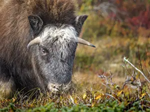 Wild Animals Prints: Muskox (Ovibos moschatus), Nunavik, Quebec, Canada