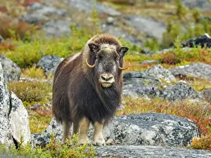 Wild Animals Prints: Muskox (Ovibos moschatus), Nunavik, Quebec, Canada