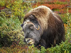 Wild Animals Prints: Muskox (Ovibos moschatus), Nunavik, Quebec, Canada