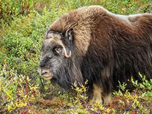 Wild Animals Prints: Muskox (Ovibos moschatus), Nunavik, Quebec, Canada