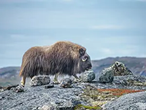 Sub Arctic Prints: Muskox (Ovibos moschatus), Nunavik, Quebec, Canada