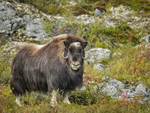 Nunavik Prints: Muskox (Ovibos moschatus), Nunavik, Quebec, Canada