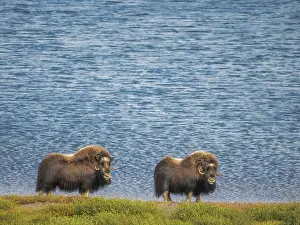 Nunavik Prints: Muskox (Ovibos moschatus), Nunavik, Quebec, Canada