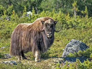 Nunavik Prints: Muskox (Ovibos moschatus), Nunavik, Quebec, Canada
