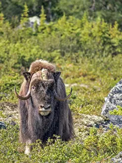 Nunavik Prints: Muskox (Ovibos moschatus), Nunavik, Quebec, Canada