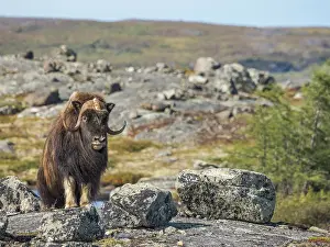 Nunavik Prints: Muskox (Ovibos moschatus), Nunavik, Quebec, Canada