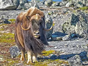Nunavik Prints: Muskox (Ovibos moschatus), Nunavik, Quebec, Canada