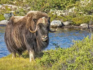 Nunavik Prints: Muskox (Ovibos moschatus), Nunavik, Quebec, Canada