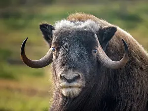 Bull Prints: Muskox (Ovibos moschatus) on the sub-arctic tundra of Nunavik, Quebec