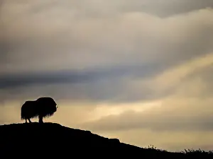 Bull Prints: Muskox (Ovibos moschatus) on the sub-arctic tundra of Nunavik, Quebec
