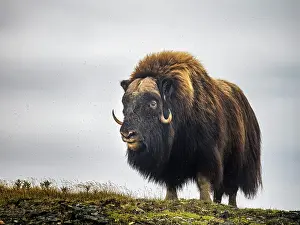 Bull Prints: Muskox (Ovibos moschatus) on the sub-arctic tundra of Nunavik, Quebec