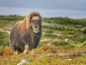 Bull Prints: Muskox (Ovibos moschatus) on the sub-arctic tundra of Nunavik, Quebec