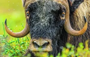 Taiga Prints: Muskox (Ovibos moschatus), Tasiujaq, Nunavik, Canada