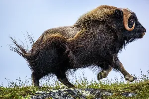 Moving Prints: Muskox (Ovibos moschatus), Tasiujaq, Nunavik, Canada