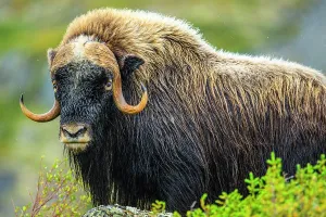 Taiga Prints: Muskox (Ovibos moschatus), Tasiujaq, Nunavik, Canada