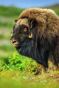 Taiga Prints: Muskox (Ovibos moschatus), Tasiujaq, Nunavik, Canada