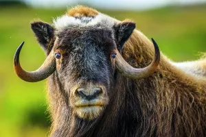 Taiga Prints: Muskox (Ovibos moschatus), Tasiujaq, Nunavik, Canada