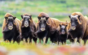 Group Prints: Muskox (Ovibos moschatus), Tasiujaq, Nunavik, Canada