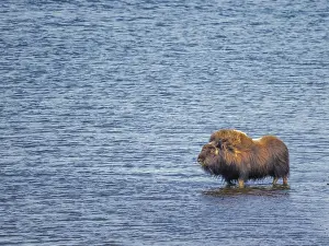 Nunavik Prints: Muskox (Ovibos moschatus) young bull standing in lake, Nunavik, Quebec, Canada