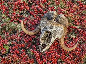 Nunavik Prints: Muskox skull among autumn Bear Berry on the sub-arctic tundra of Nunavik, Quebec, Canada