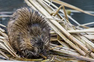 Toronto Prints: Muskrat (Ondatra zibethicus) feeding on new spring growth in wetland at High Park